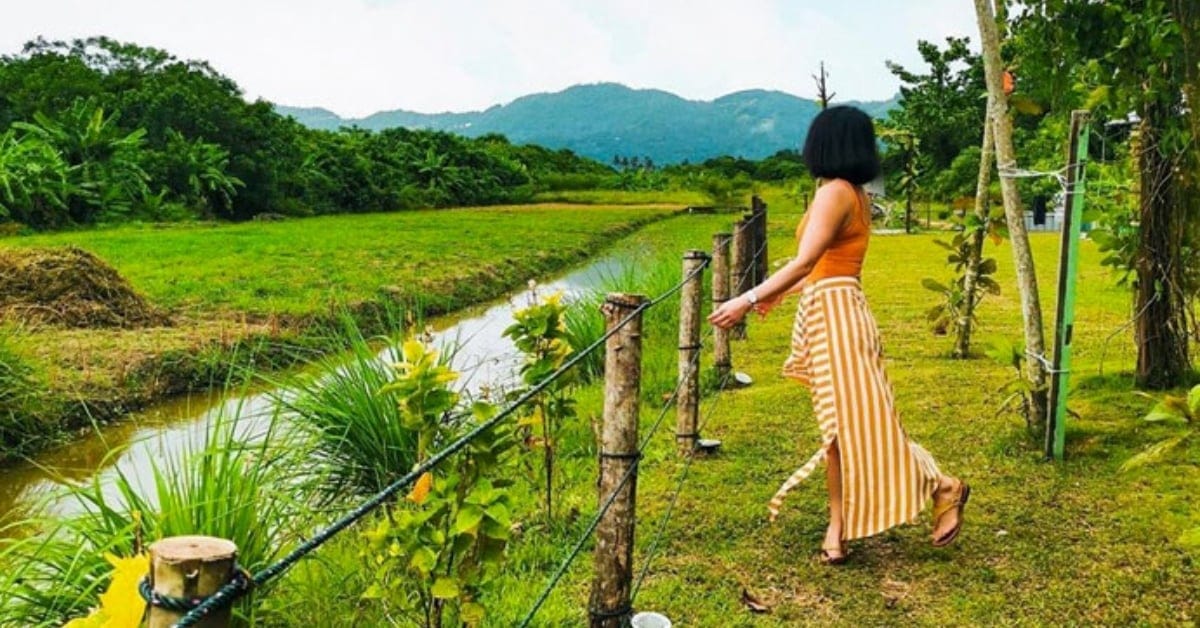 Mieda Natural Eco Cafe at Nada Natural Farming: Dine at Penang’s magical rustic farmhouse